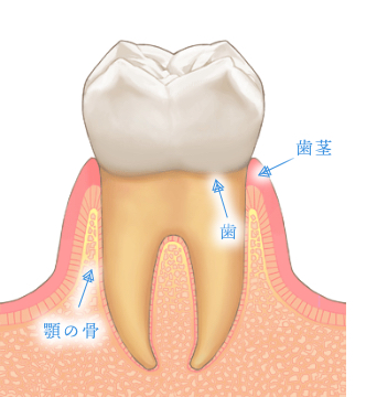 健全な歯